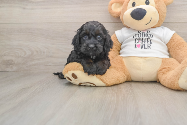 Cockapoo Pup Being Cute