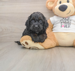 5 week old Cockapoo Puppy For Sale - Windy City Pups