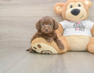 6 week old Cockapoo Puppy For Sale - Windy City Pups