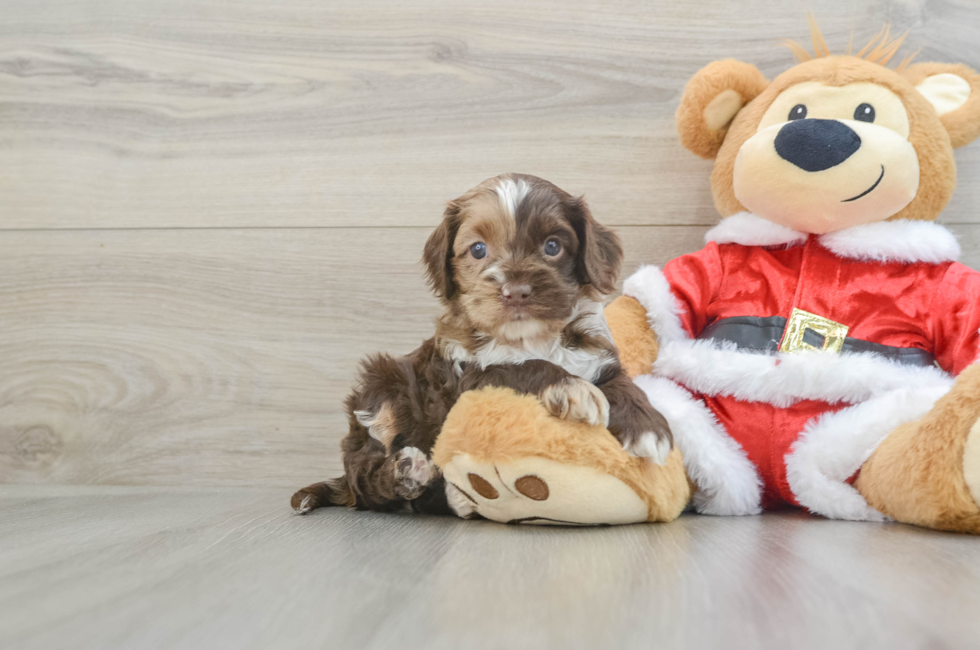 6 week old Cockapoo Puppy For Sale - Windy City Pups