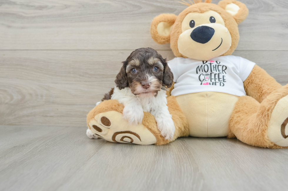 7 week old Cockapoo Puppy For Sale - Windy City Pups