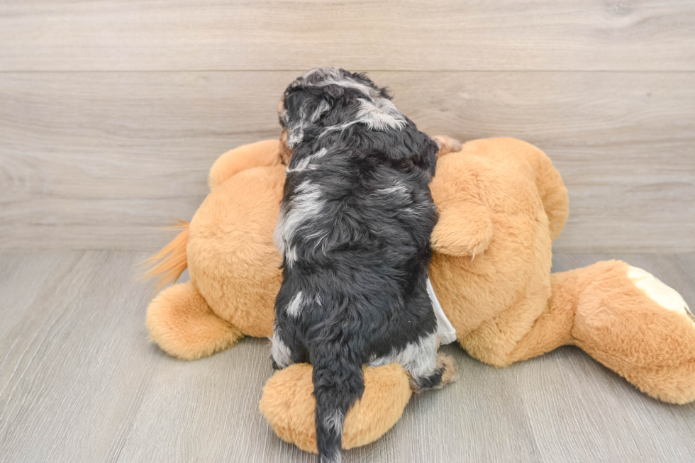 Funny Cockapoo Poodle Mix Pup