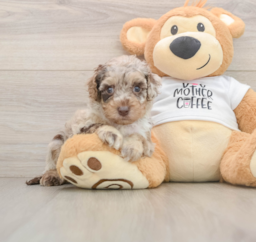 5 week old Cockapoo Puppy For Sale - Windy City Pups