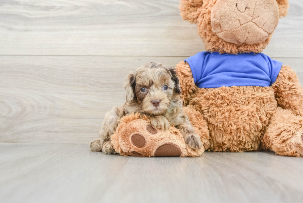 Friendly Cockapoo Baby