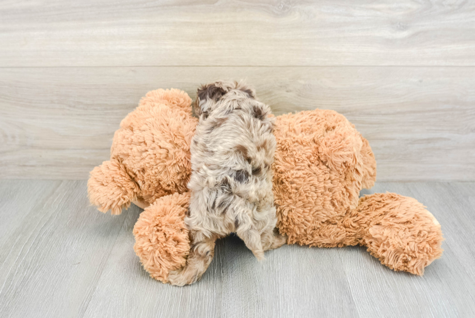 Fluffy Cockapoo Poodle Mix Pup