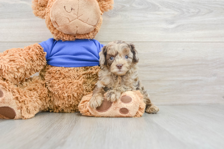 Cockapoo Puppy for Adoption