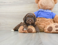 6 week old Cockapoo Puppy For Sale - Windy City Pups