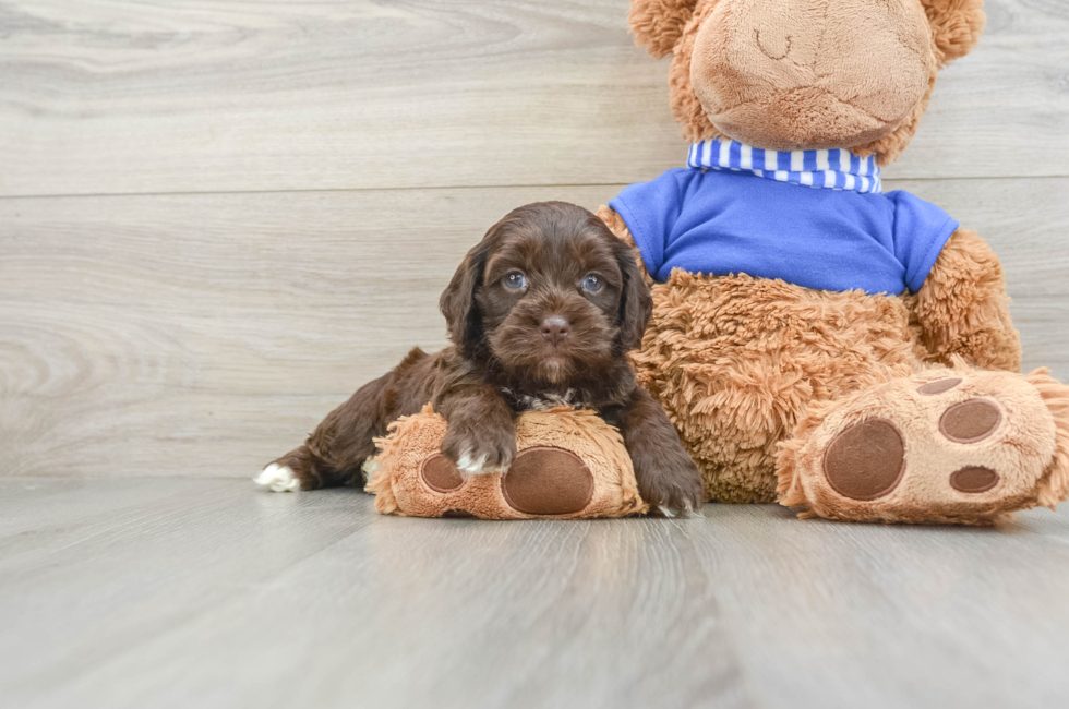 6 week old Cockapoo Puppy For Sale - Windy City Pups