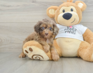 8 week old Cockapoo Puppy For Sale - Windy City Pups