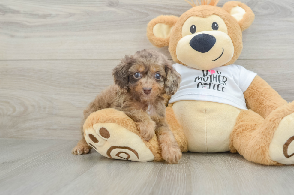 5 week old Cockapoo Puppy For Sale - Windy City Pups