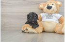 Petite Cockapoo Poodle Mix Pup