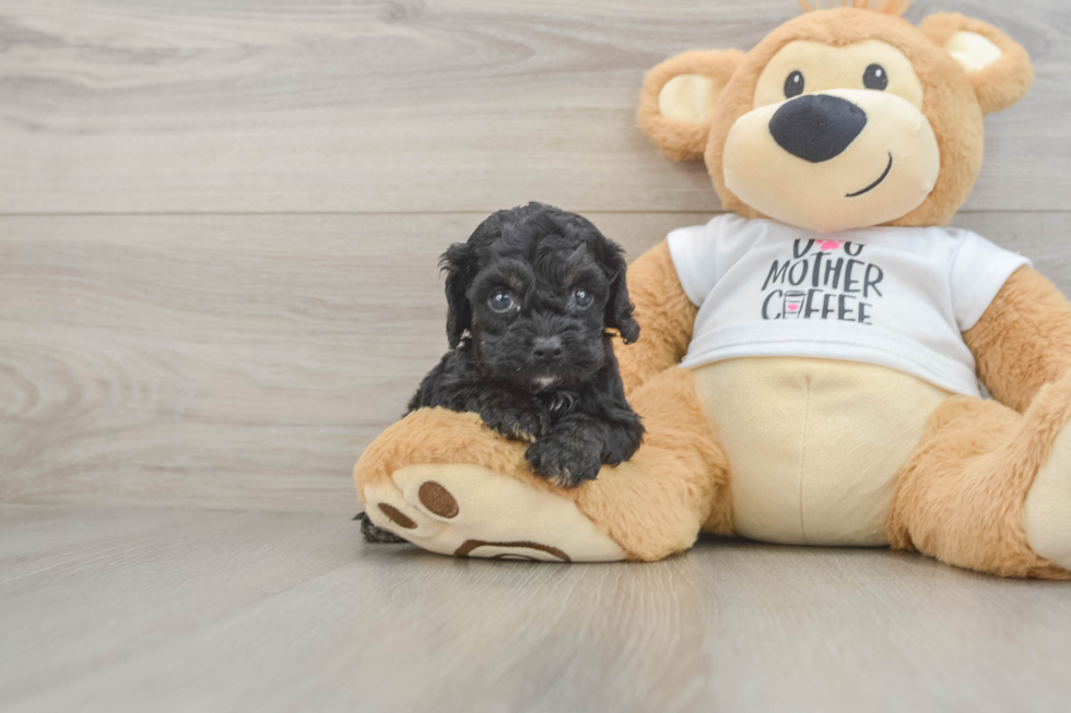 Petite Cockapoo Poodle Mix Pup