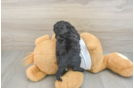Funny Cockapoo Poodle Mix Pup