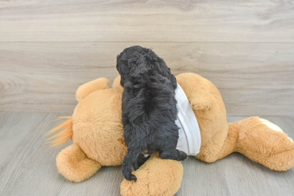 Funny Cockapoo Poodle Mix Pup
