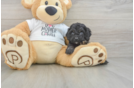 Cockapoo Puppy for Adoption