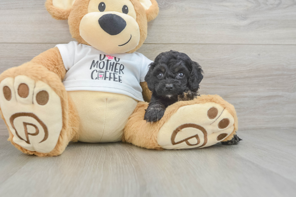 Cockapoo Puppy for Adoption