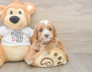 7 week old Cockapoo Puppy For Sale - Windy City Pups