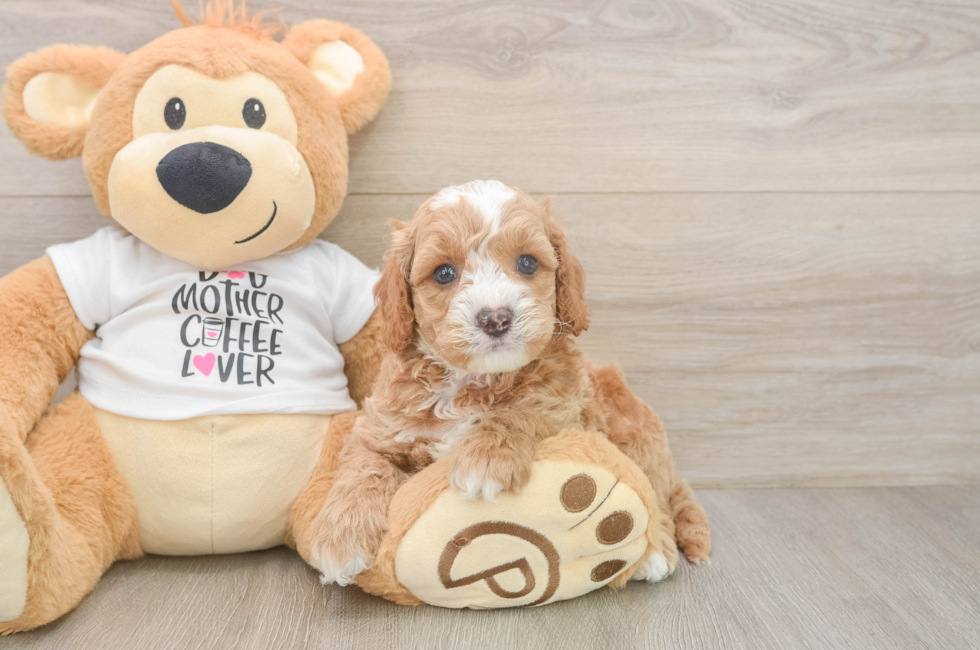 5 week old Cockapoo Puppy For Sale - Windy City Pups