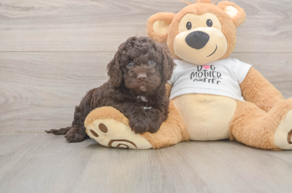 5 week old Cockapoo Puppy For Sale - Windy City Pups