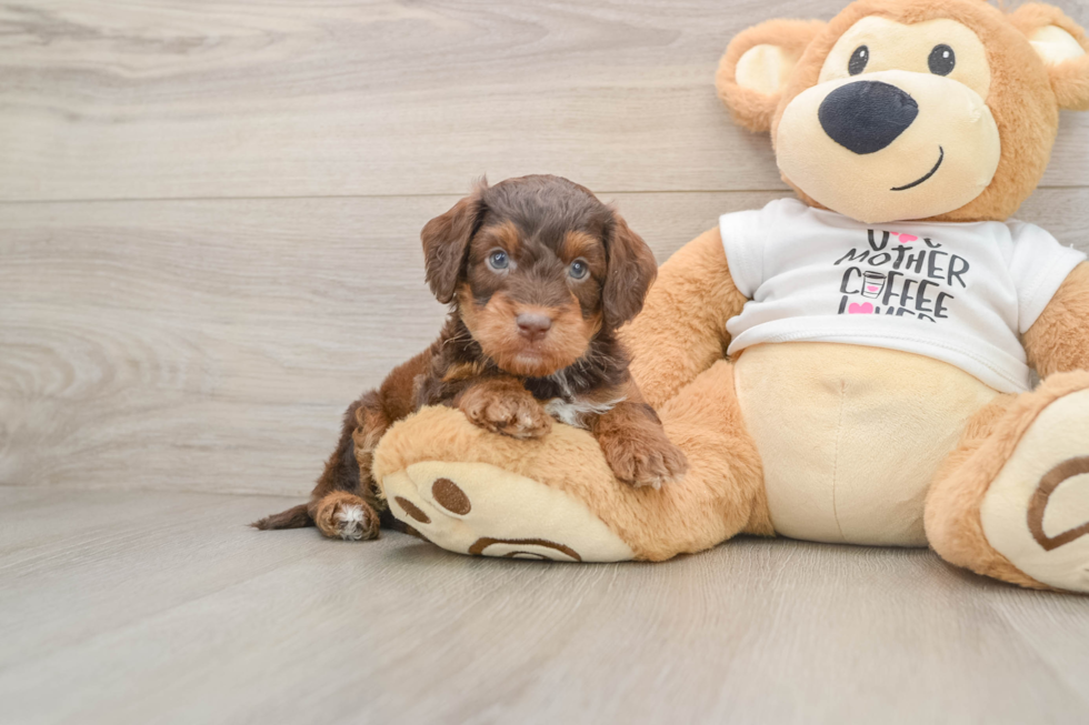 Best Cockapoo Baby