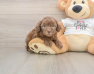 6 week old Cockapoo Puppy For Sale - Windy City Pups