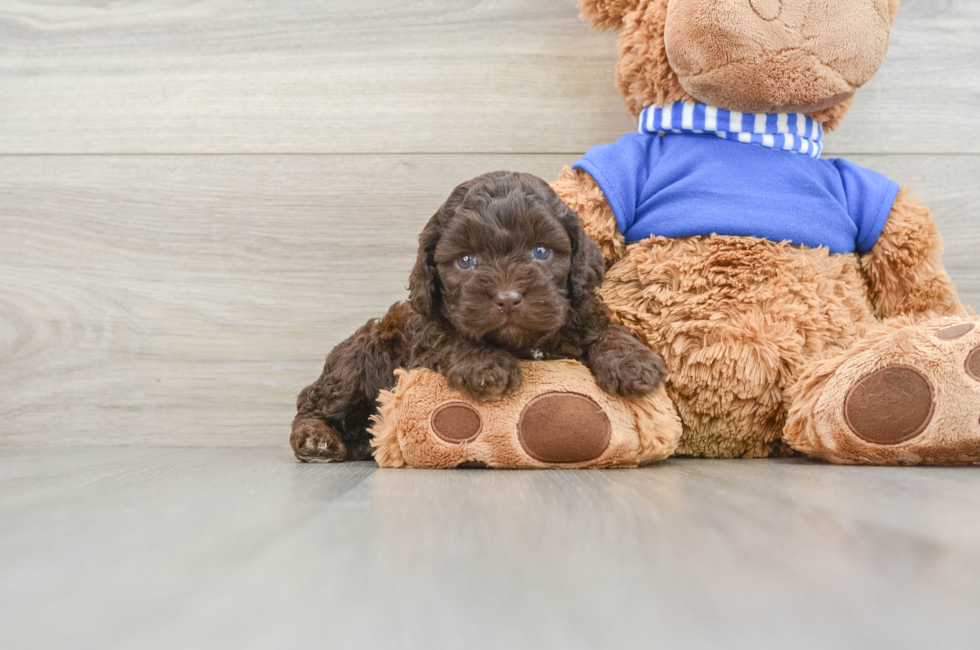 6 week old Cockapoo Puppy For Sale - Windy City Pups