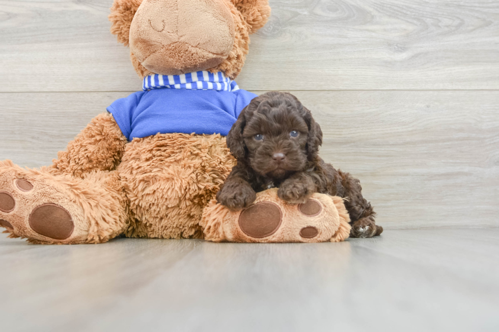 Happy Cockapoo Baby