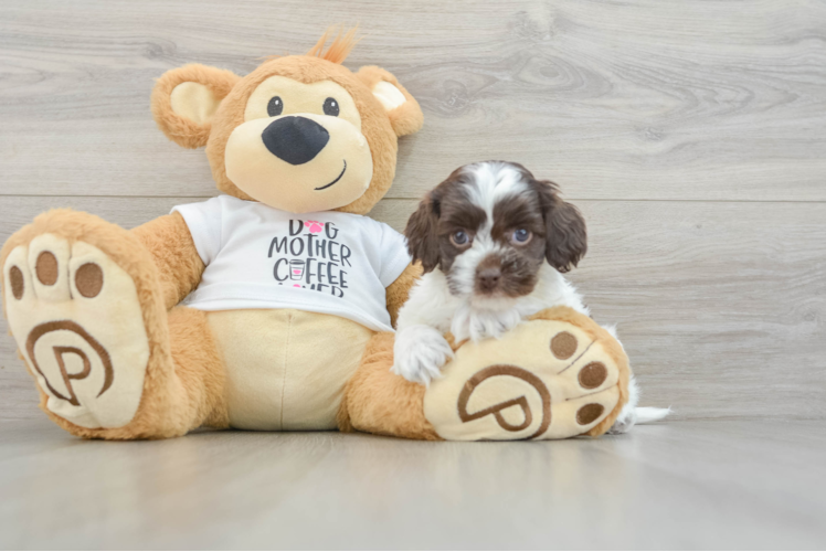 Cockapoo Puppy for Adoption