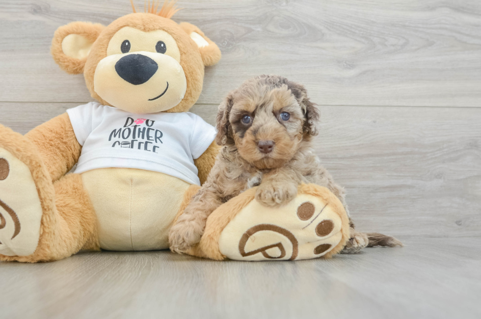 5 week old Cockapoo Puppy For Sale - Windy City Pups