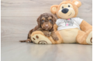 Playful Cocker Doodle Poodle Mix Puppy