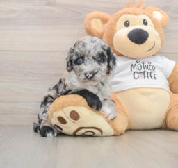 5 week old Cockapoo Puppy For Sale - Windy City Pups