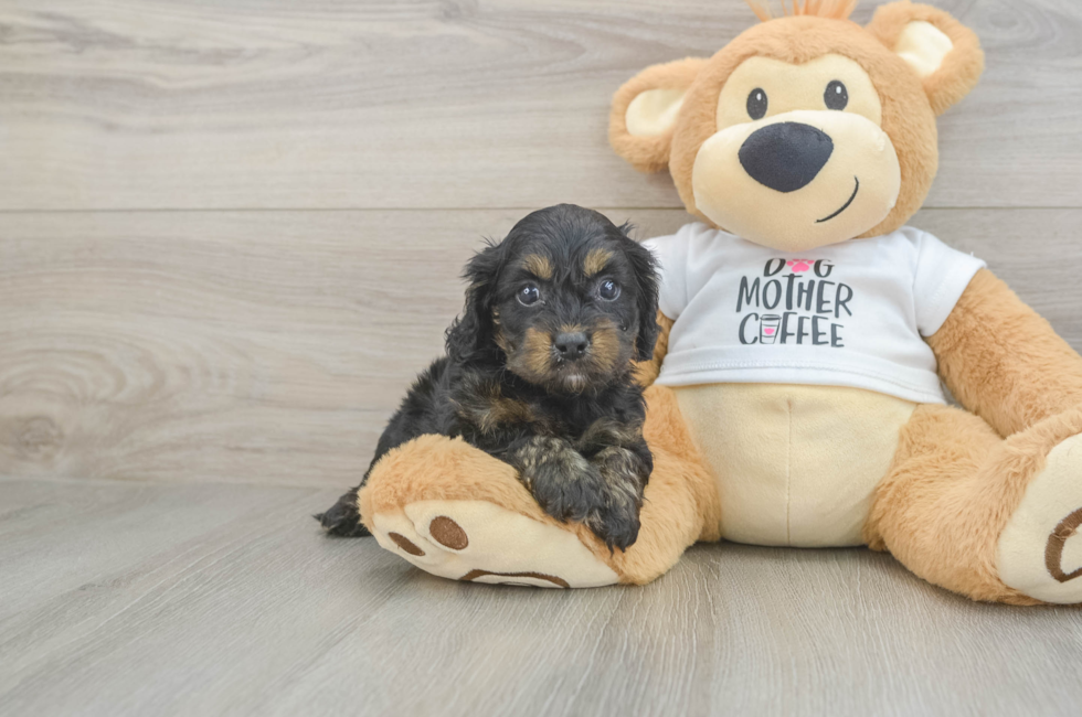 5 week old Cockapoo Puppy For Sale - Windy City Pups