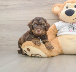 8 week old Cockapoo Puppy For Sale - Windy City Pups