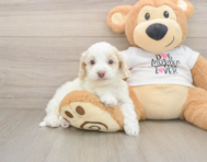 6 week old Cockapoo Puppy For Sale - Windy City Pups