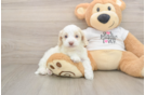 Cute Cockapoo Baby