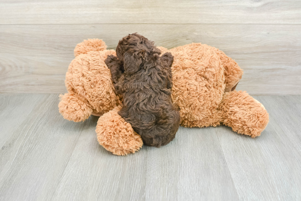 Cockapoo Pup Being Cute