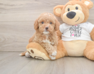 7 week old Cockapoo Puppy For Sale - Windy City Pups