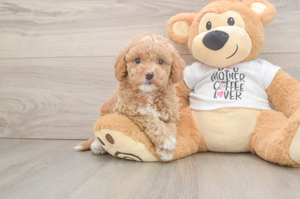 5 week old Cockapoo Puppy For Sale - Windy City Pups
