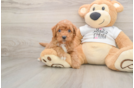 Playful Cocker Doodle Poodle Mix Puppy