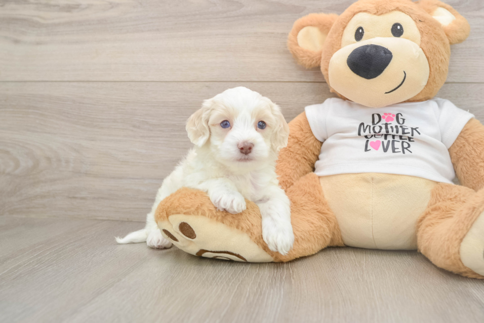 Fluffy Cockapoo Poodle Mix Pup