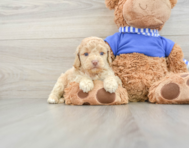 6 week old Cockapoo Puppy For Sale - Windy City Pups