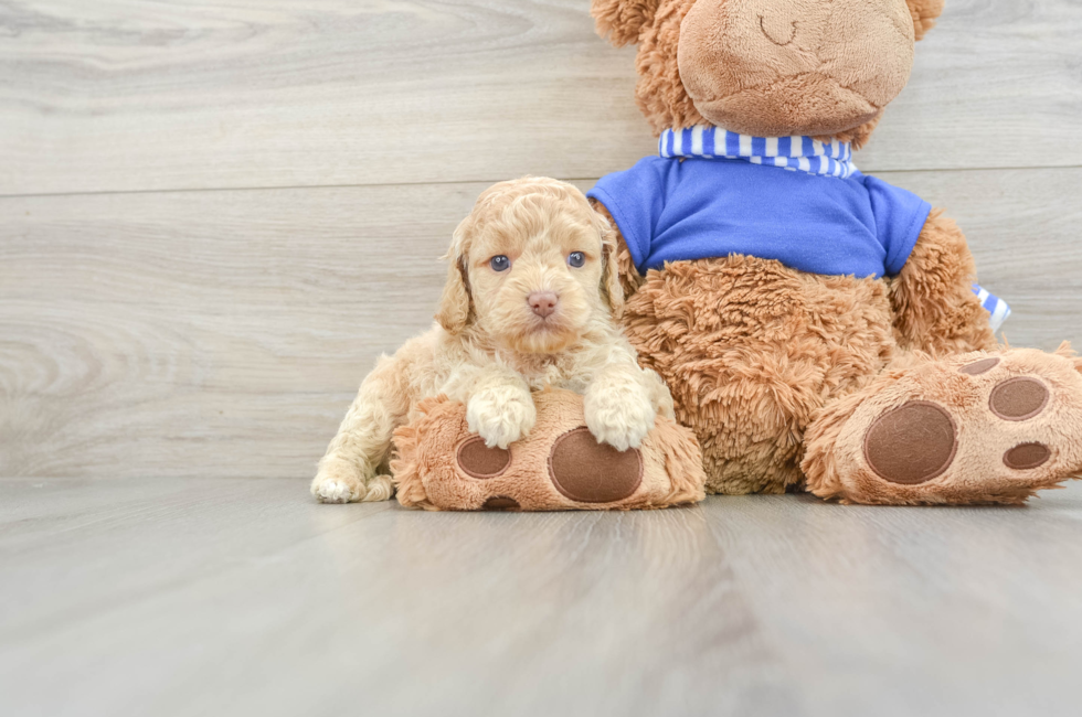 6 week old Cockapoo Puppy For Sale - Windy City Pups