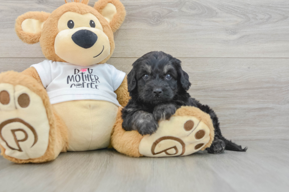 5 week old Cockapoo Puppy For Sale - Windy City Pups