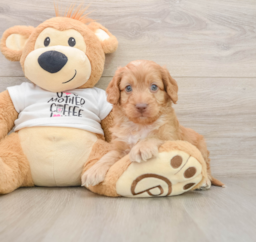 8 week old Cockapoo Puppy For Sale - Windy City Pups