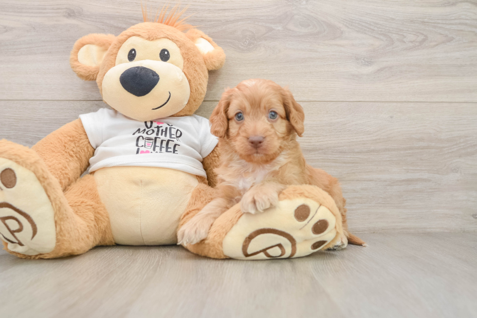 Cockapoo Pup Being Cute