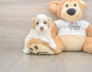 7 week old Cockapoo Puppy For Sale - Windy City Pups