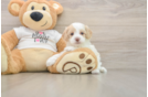 Cockapoo Pup Being Cute