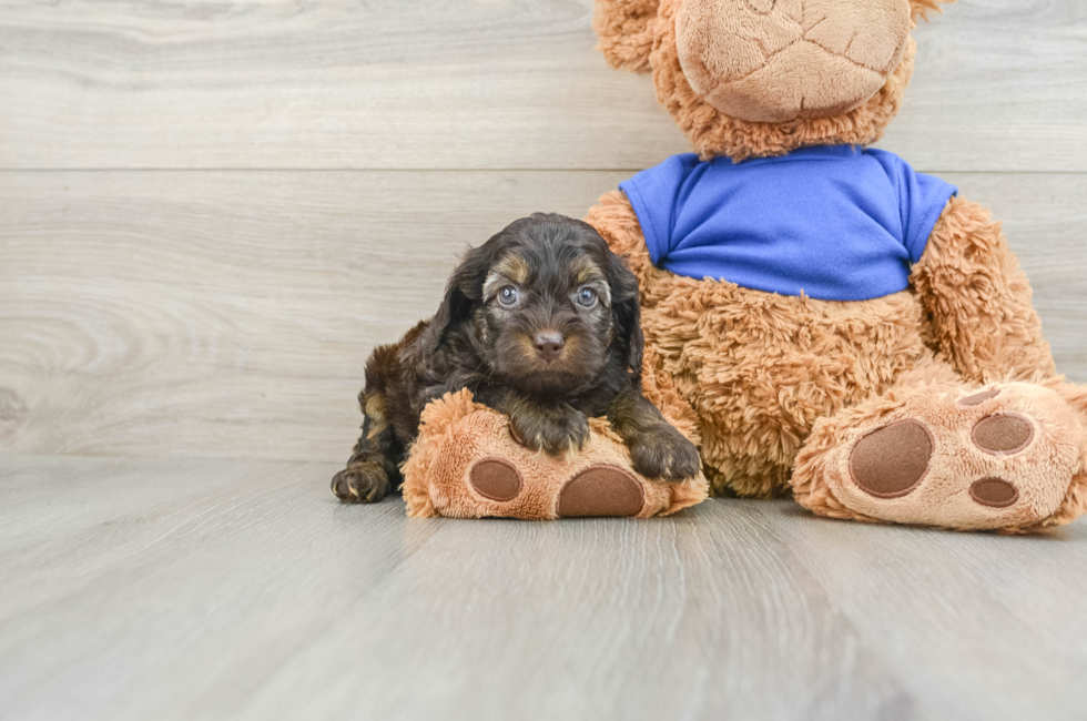 6 week old Cockapoo Puppy For Sale - Windy City Pups