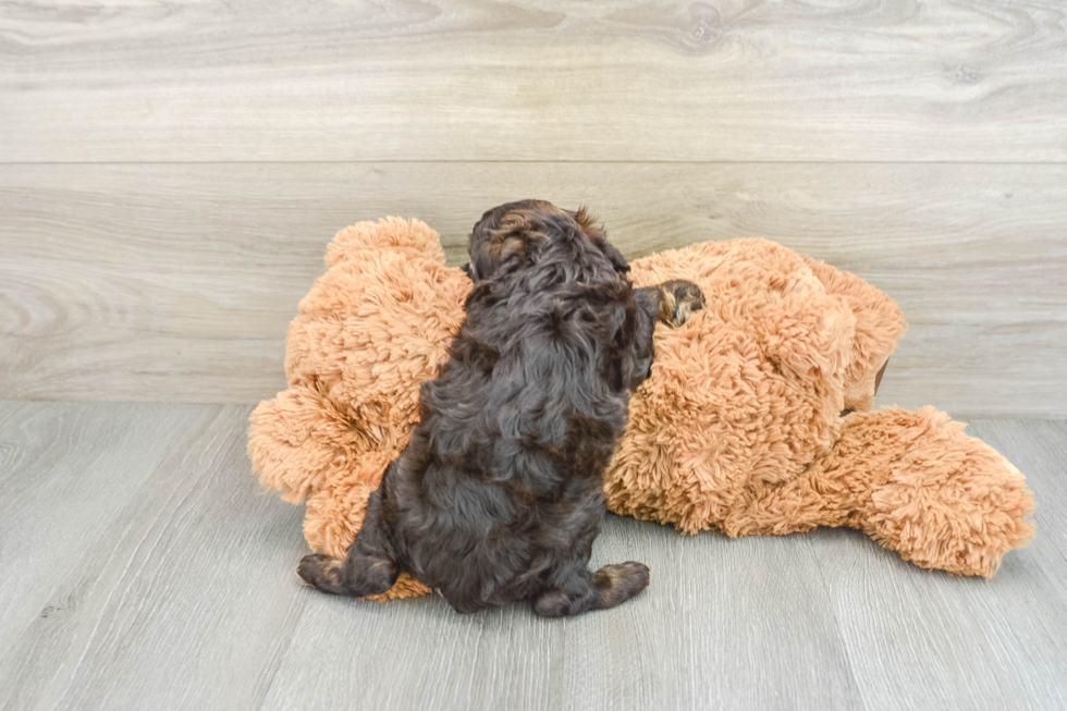 Cockapoo Puppy for Adoption