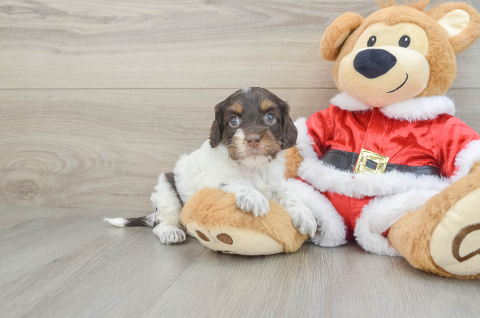 6 week old Cockapoo Puppy For Sale - Windy City Pups